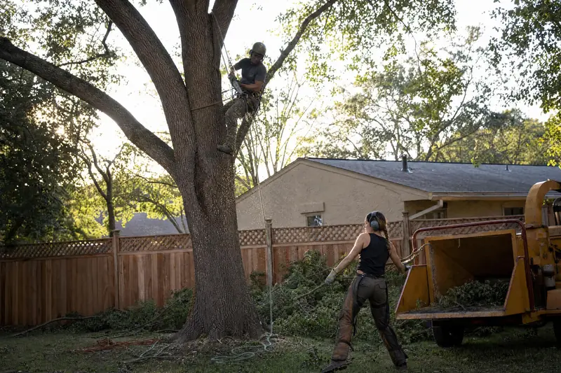 A two-person tree crew taking down a large oak in a backyard